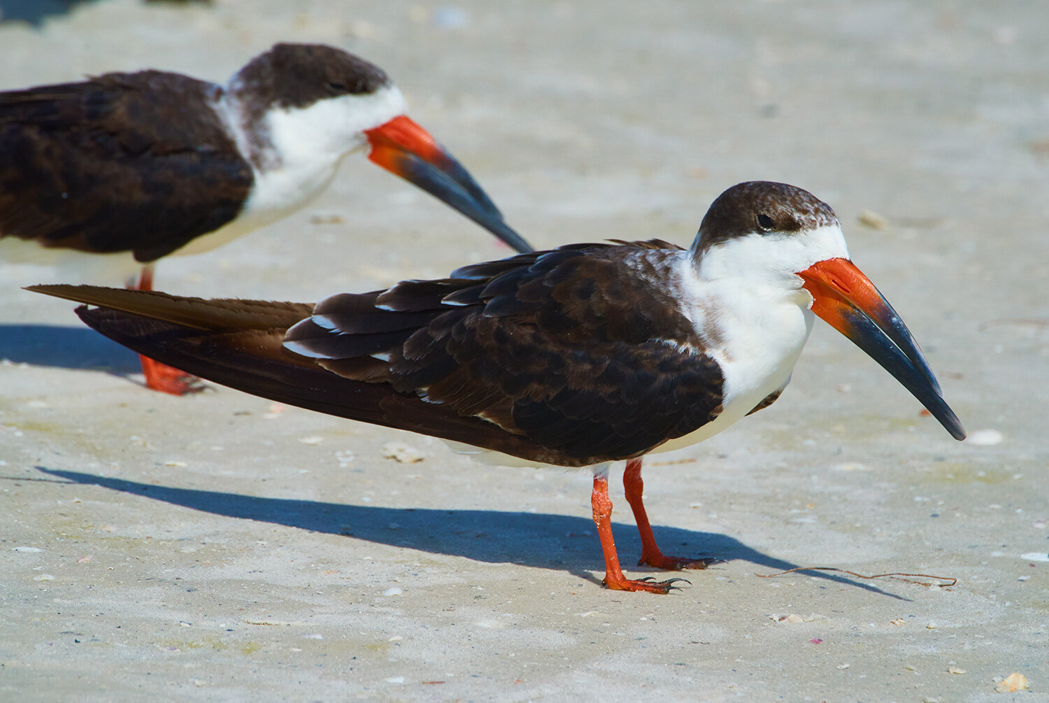 Black Skimmers