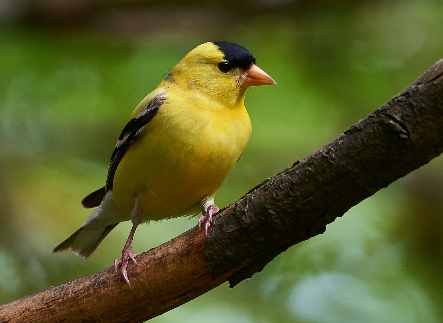 American Goldfinch 2