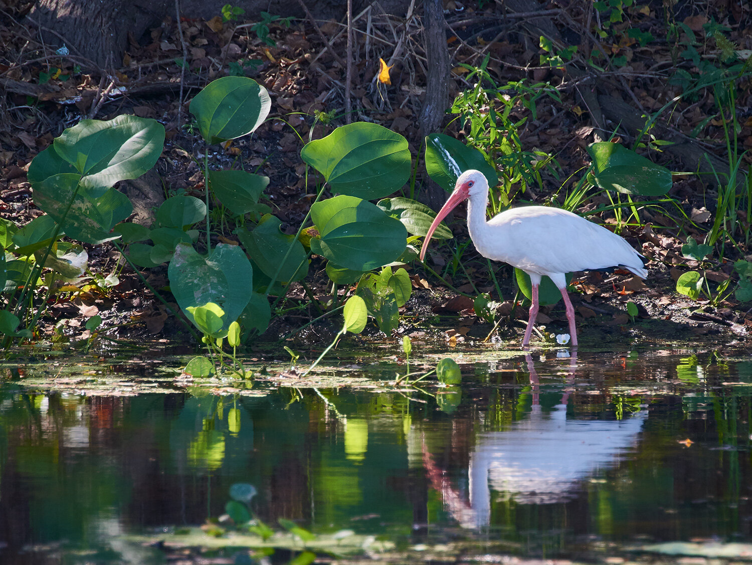 White Ibis