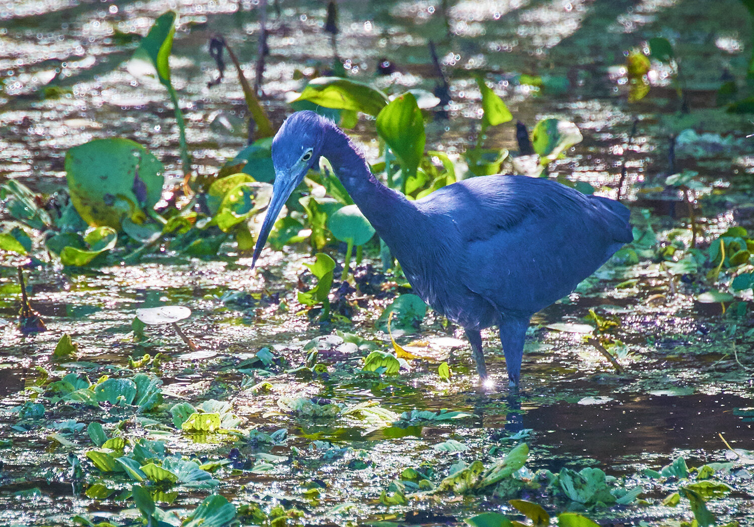 Little Blue Heron
