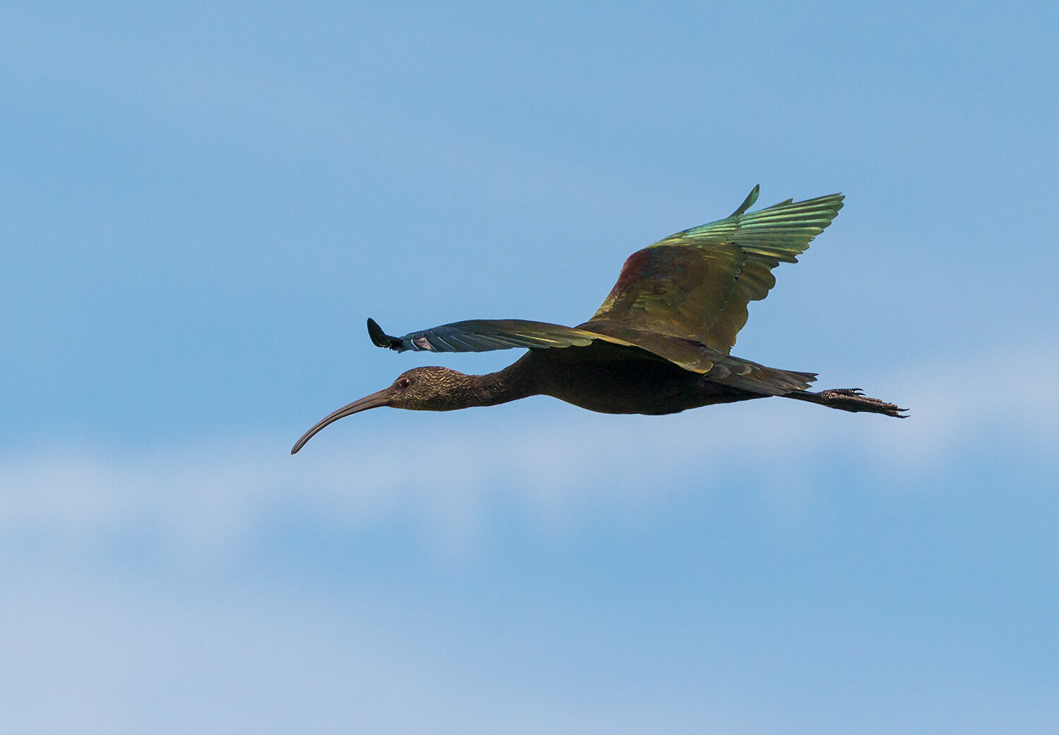 Glossy Ibis