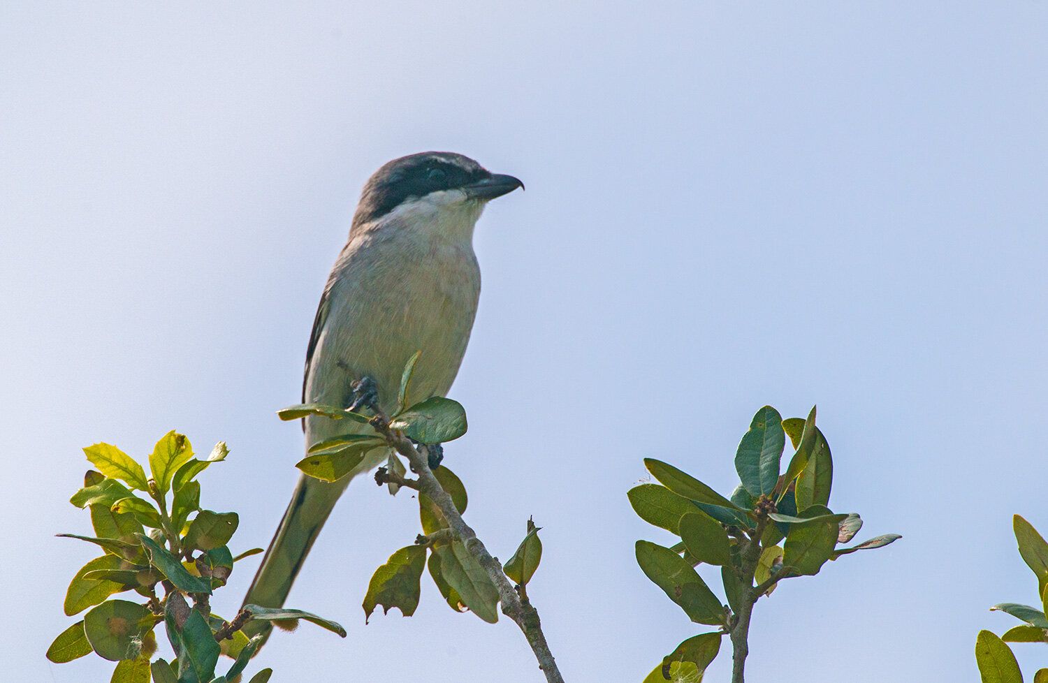 Loggerhead Shrike