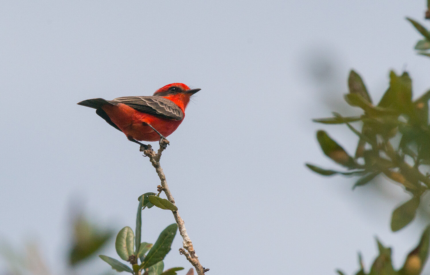 Vermillion Flycatcher