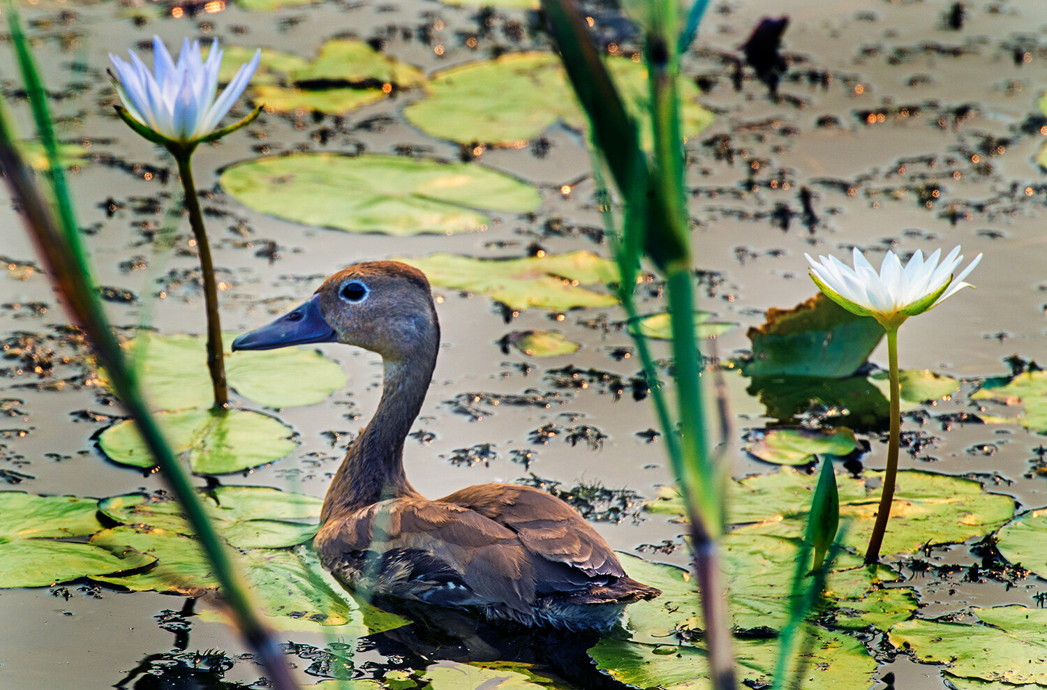 Whistling Duck