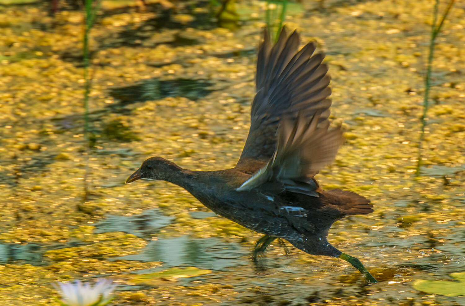 Lesser Moorhen