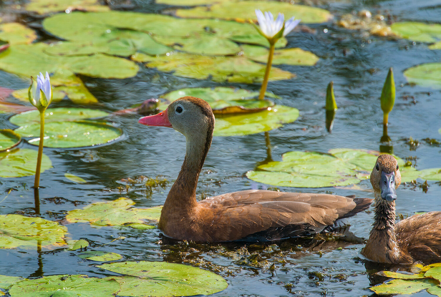 Black-bellied Whistling Duck