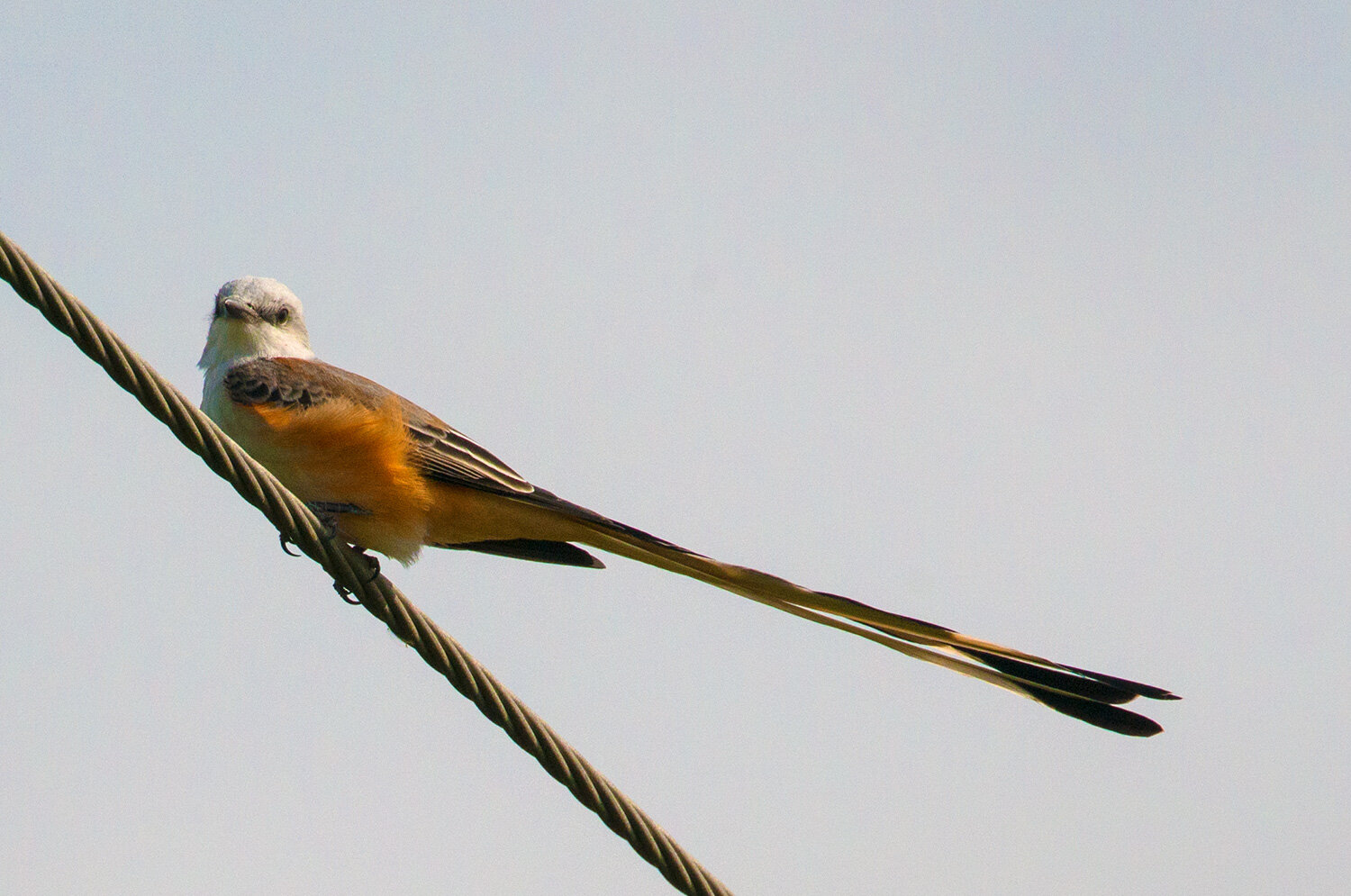 Scissor-tailed Flycatcher