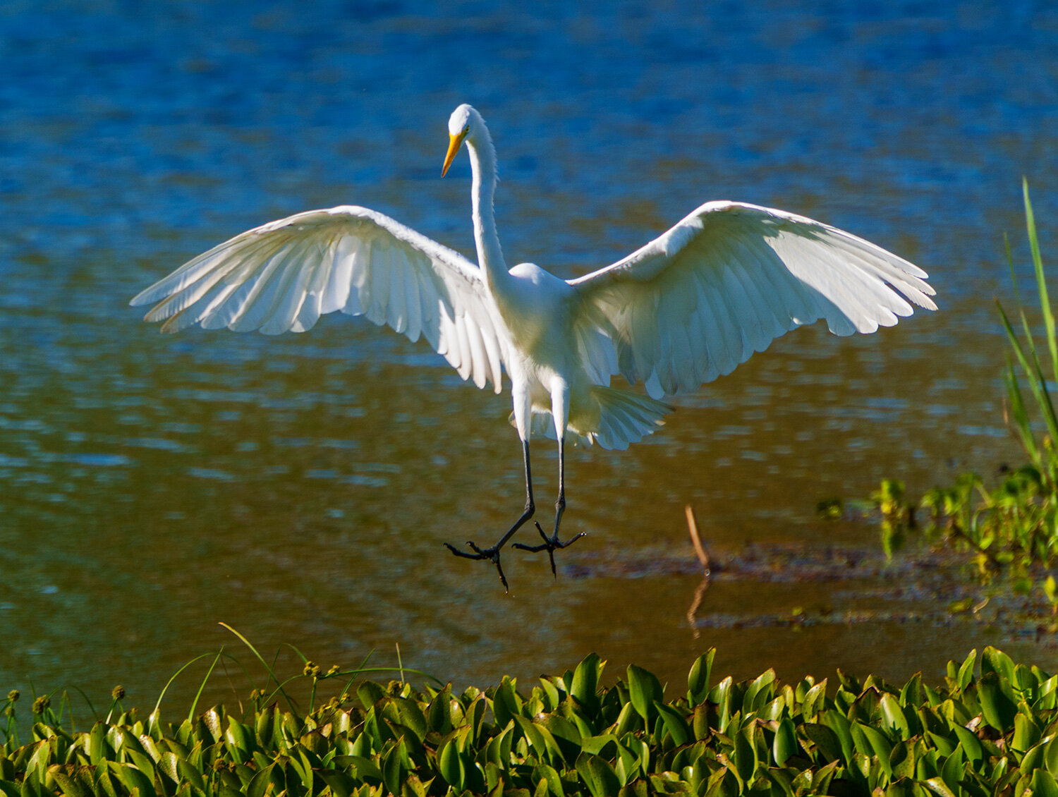 Great Egret