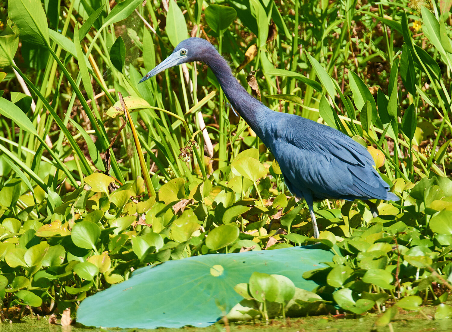 Little Blue Heron 1