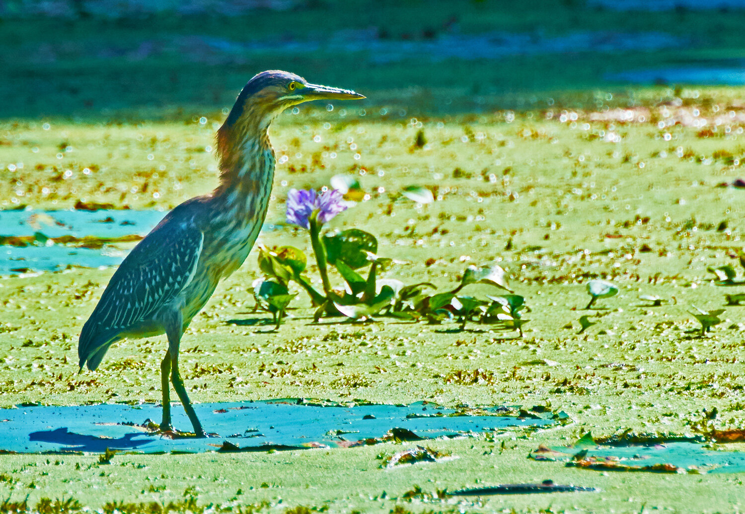 Green Heron