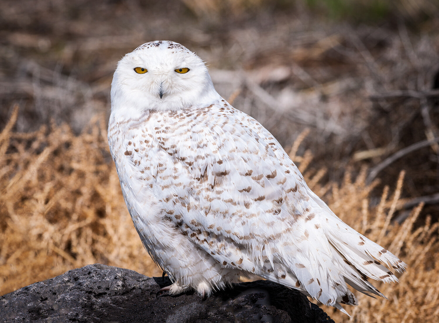 Snowy Owl
