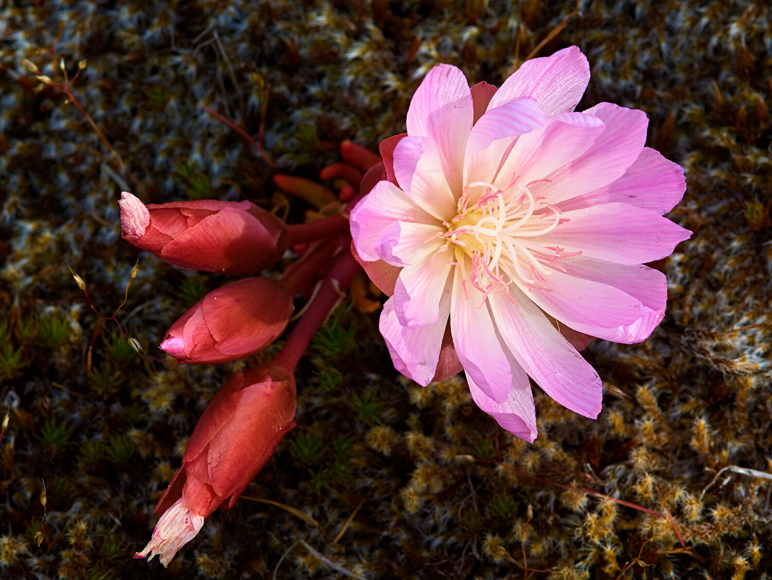 _dsc0025-BitterrootMay-15-2005-20x26--Bitterroot-copyNov-23-2019.jpg