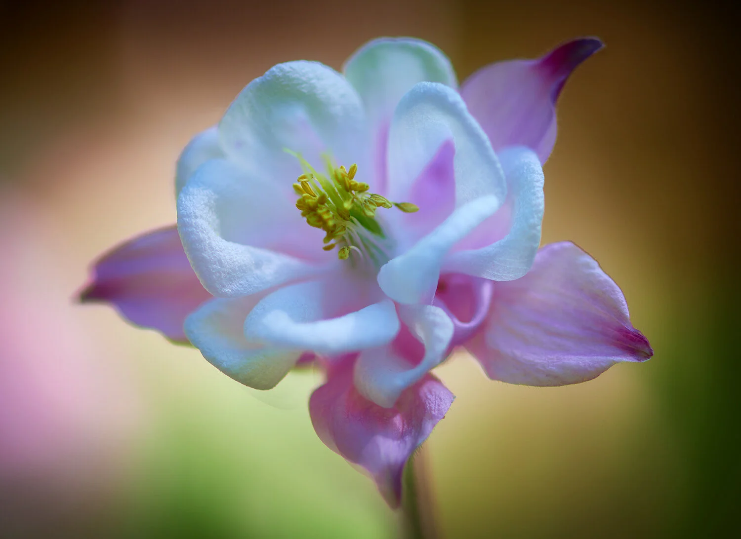 _DSC2015-ColumbioneMay-04-2019.jpg