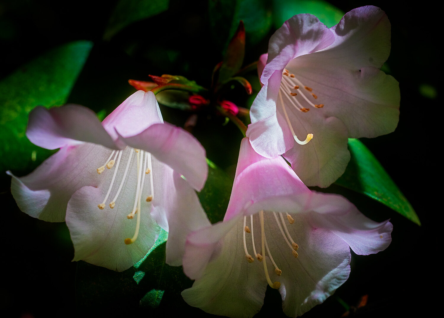 _DSC2070-RhododendronMay-05-2019.jpg