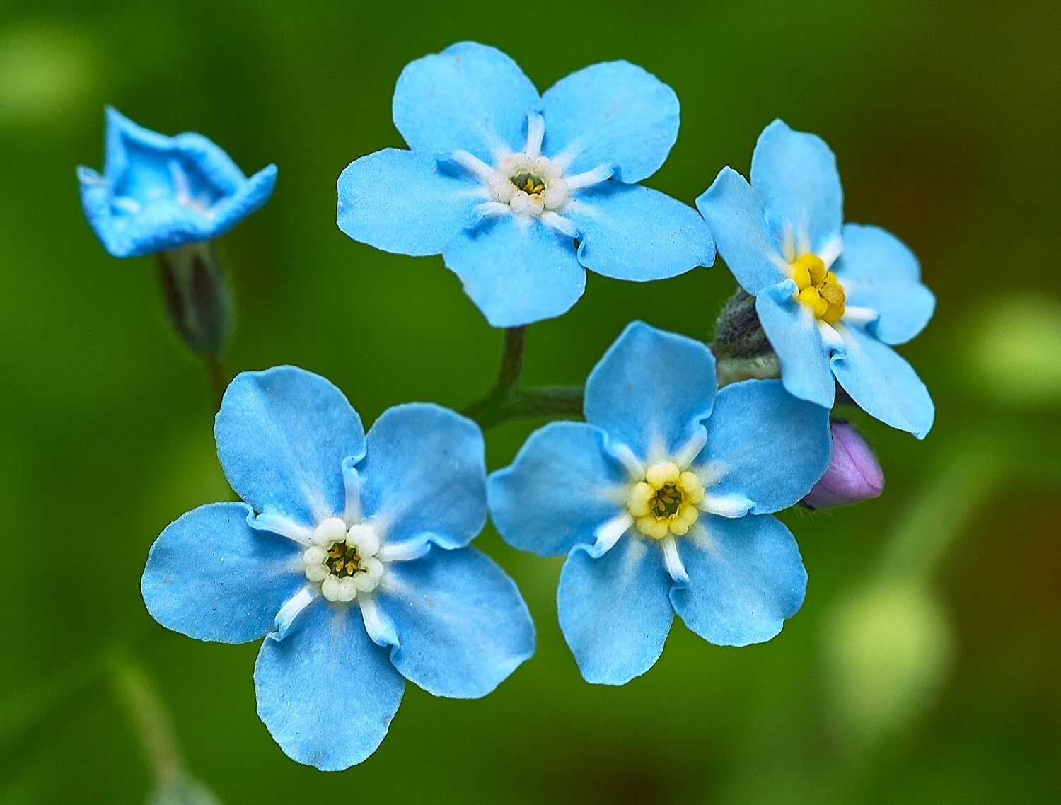 _DSC5021-Forget-me-not-May-2006May-07-2006.jpg