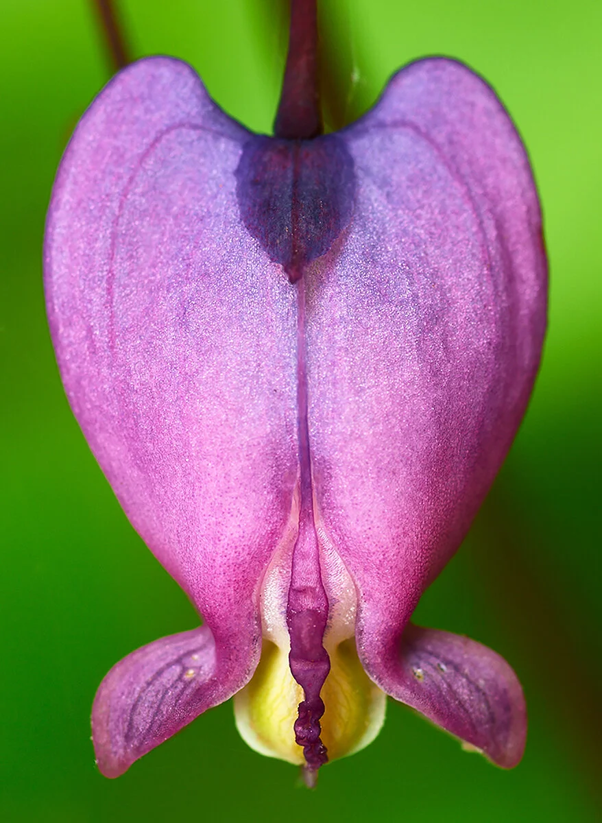 BleedingHeart_DSC4948.jpg