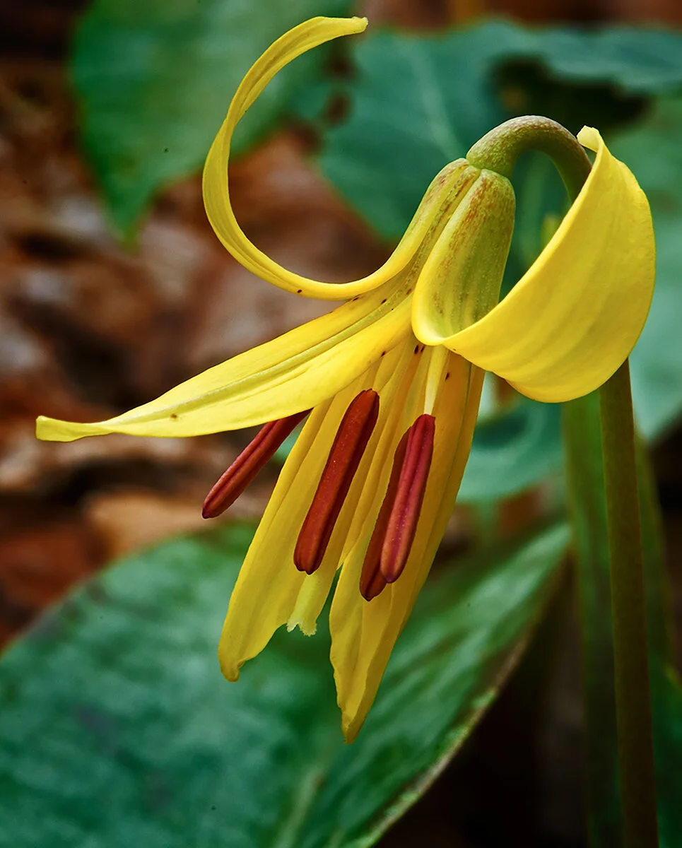 Trout-Lily.jpg