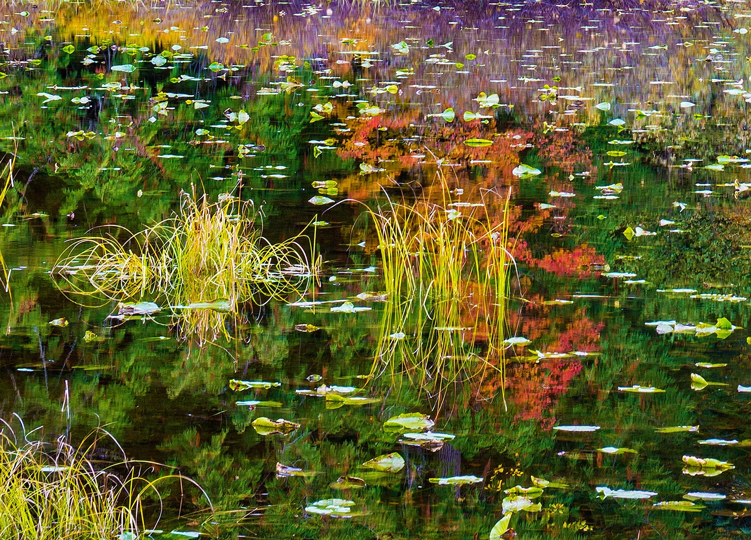 PondReflectionsCrop-17X24_DSC4842_.jpg