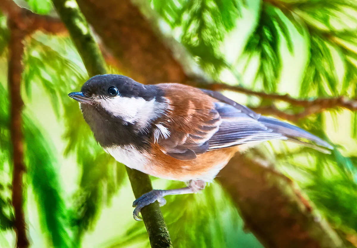 _DSC1638-Chestnut-backed-Chickadee-Crop.jpg