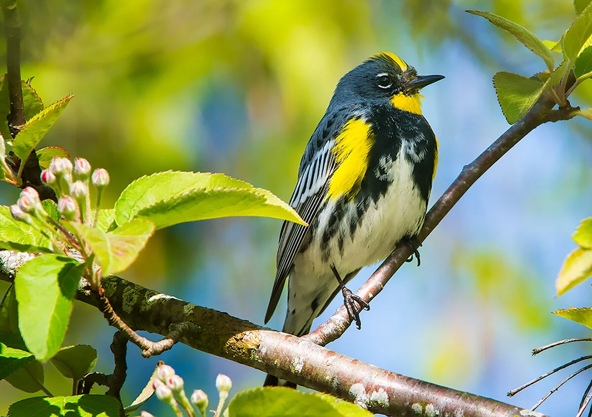 Audubon-Warbler-8034Edit.jpg