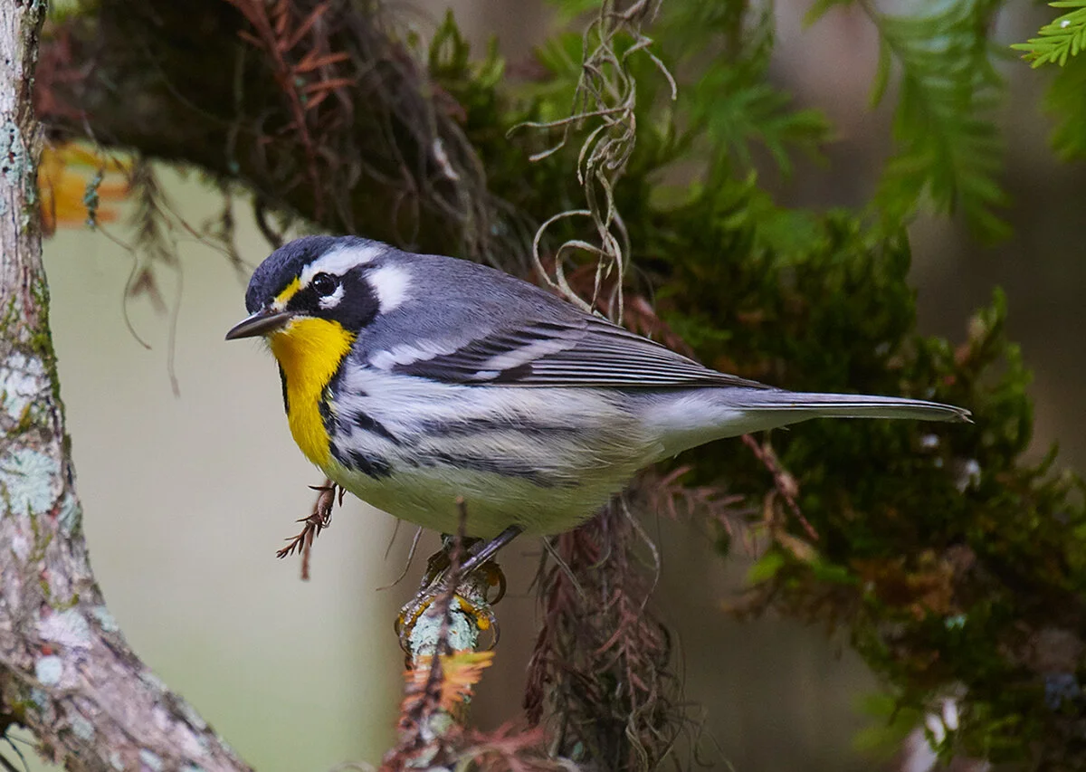 DSC_8167Yellow-breasted-Warble-CroprOct-27-2018.jpg