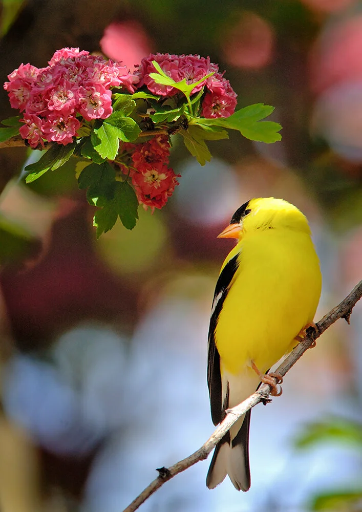 Goldfinch0949.jpg