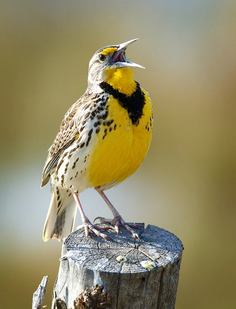 Meadowlark-16x21Rip-Apr-03-2005.jpg