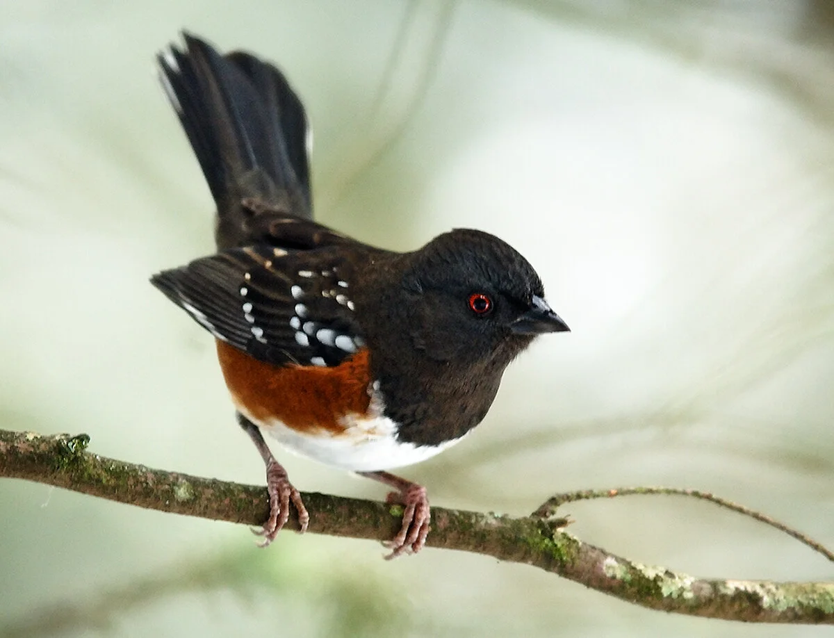Towhee2Card.jpg