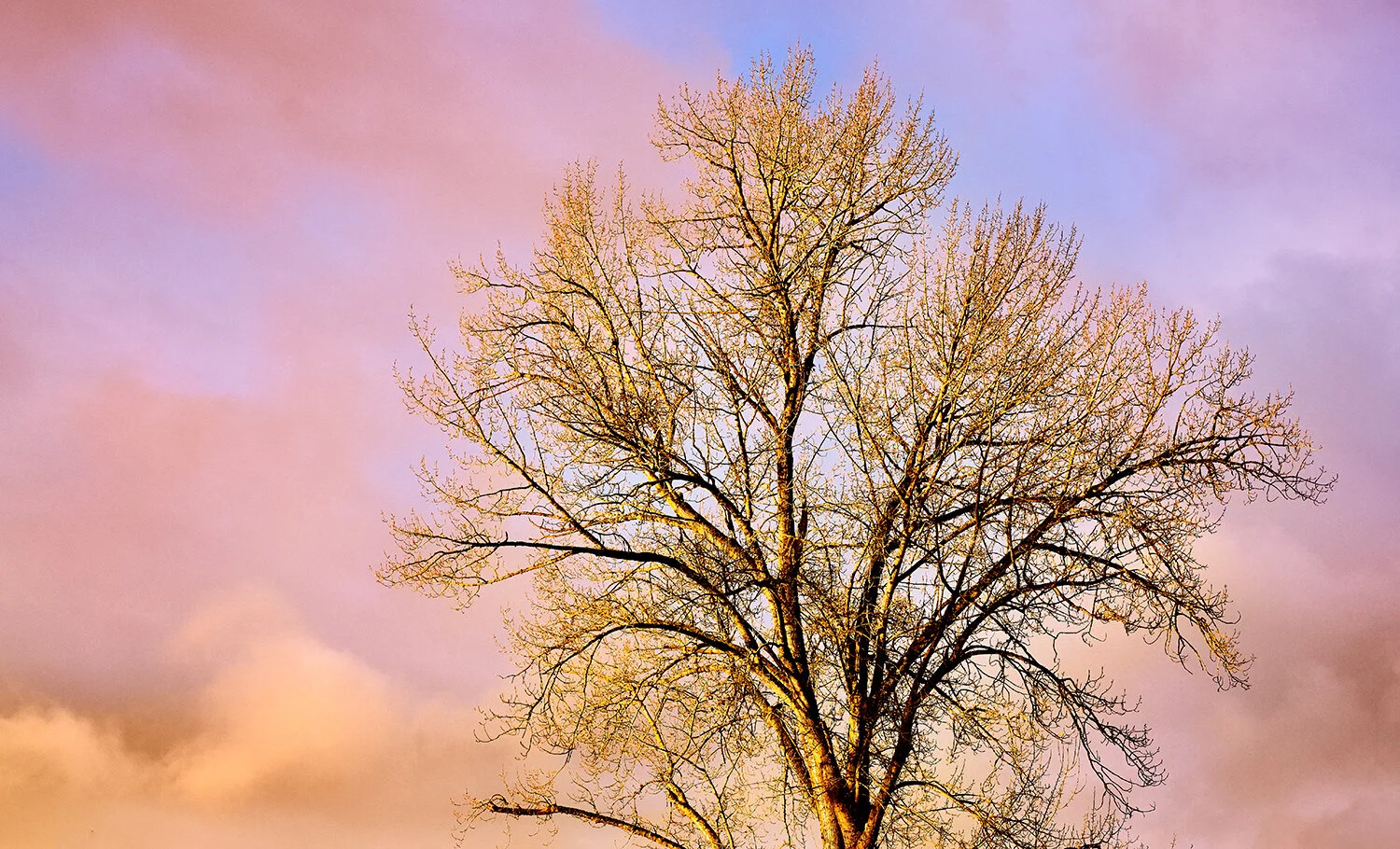 Winter Solstice Light