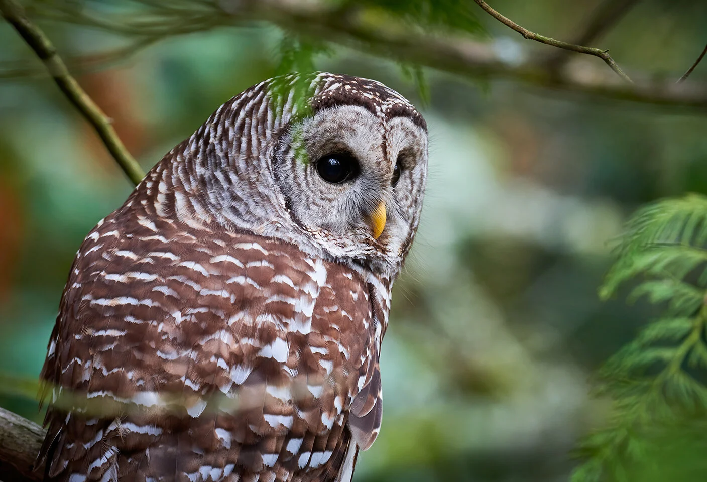 Barred Owl