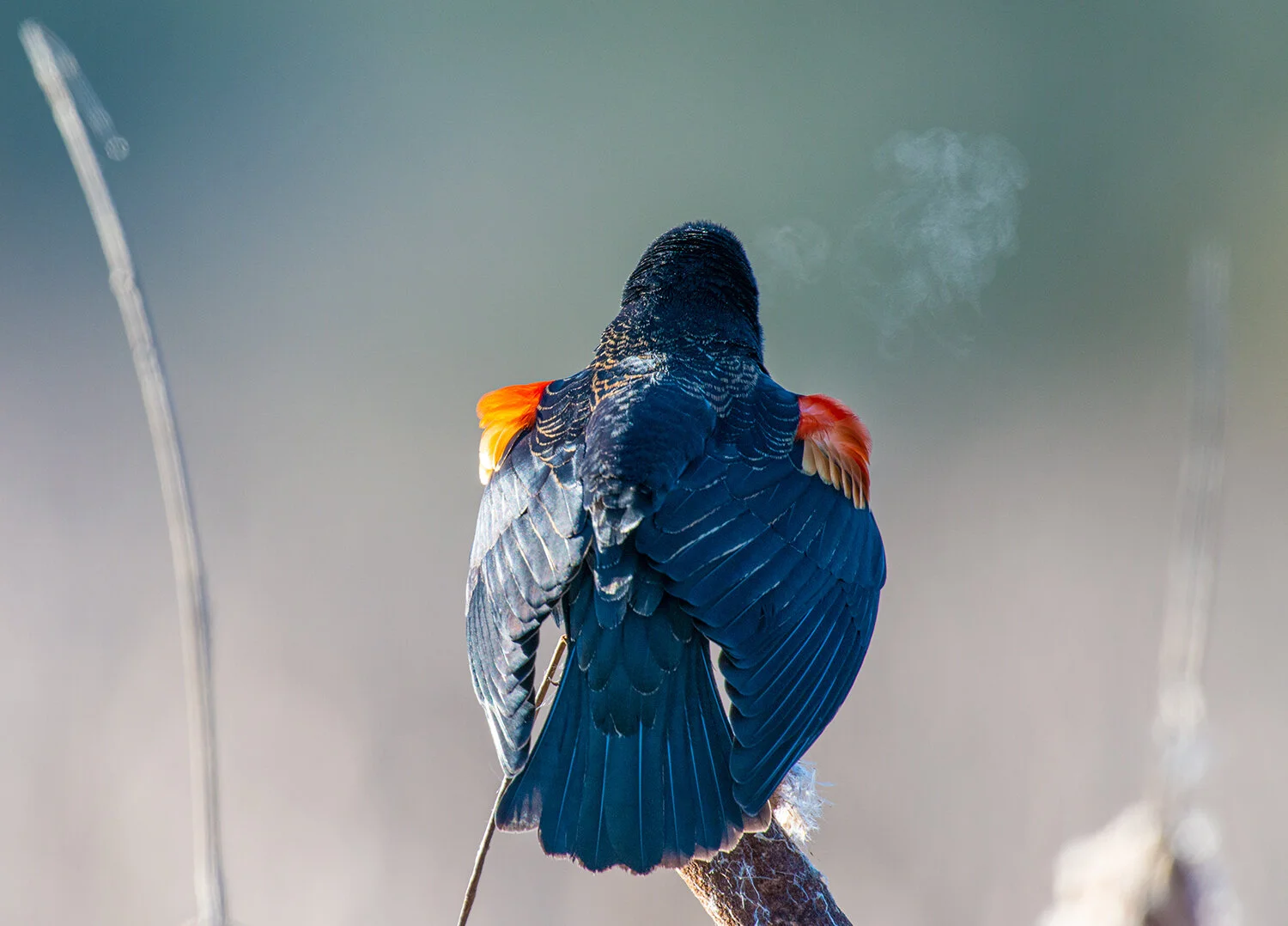 Redwing Blackbird Singing in the Winter Cold