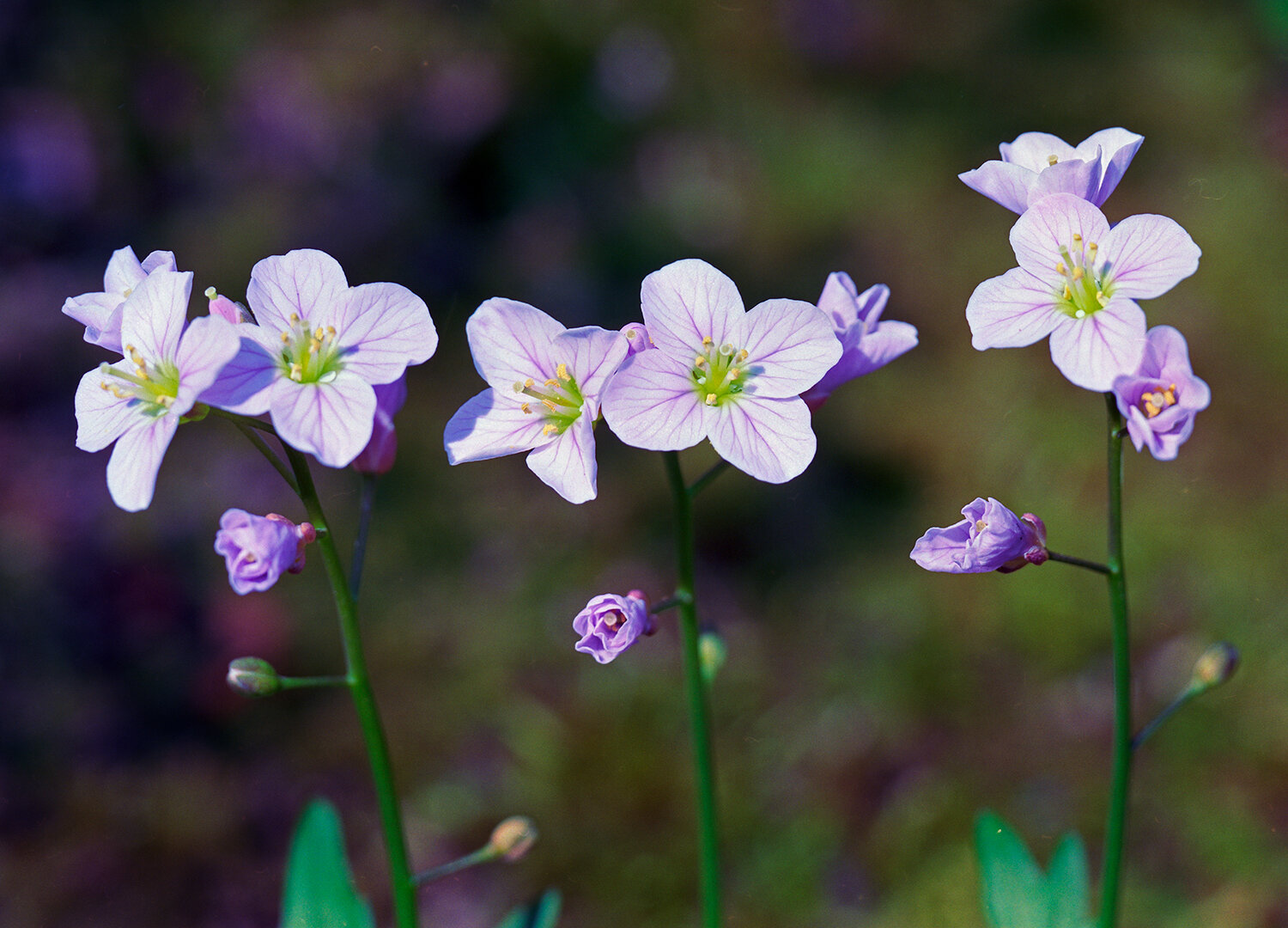 Spring Beauty