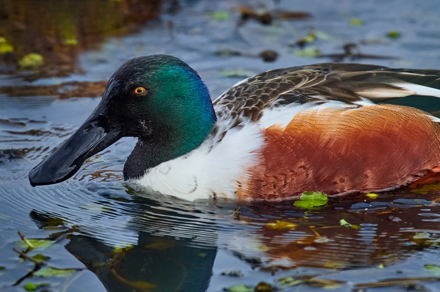 Shoveler Duck