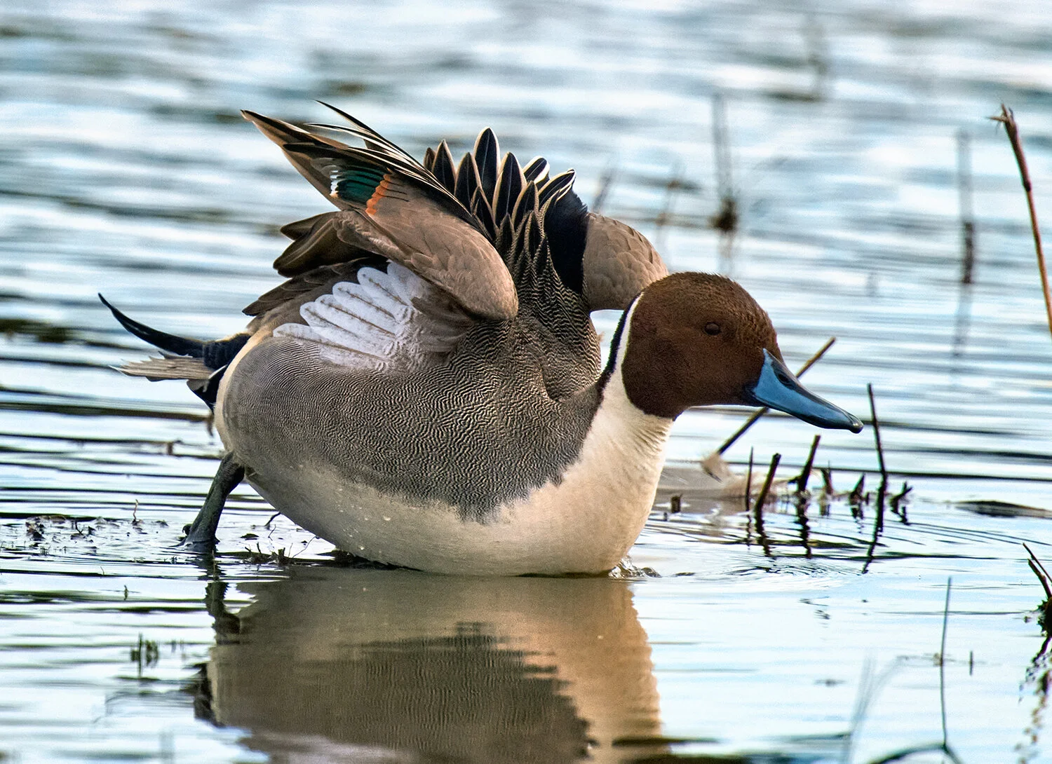 Pintail Plumage