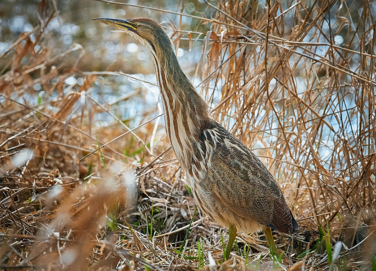Bittern