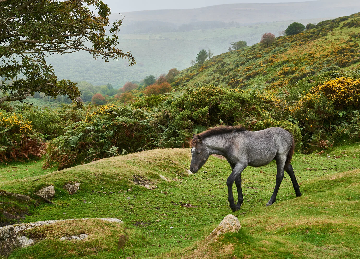 Wild pony in Dartmoor National Park, England