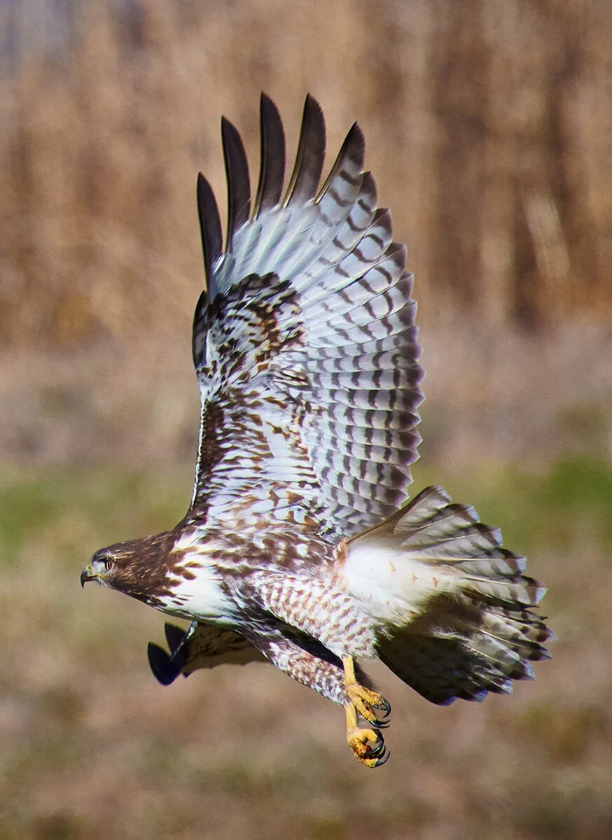 _DSC1477-Northern-Harrier-CropMar-03-2019.jpg