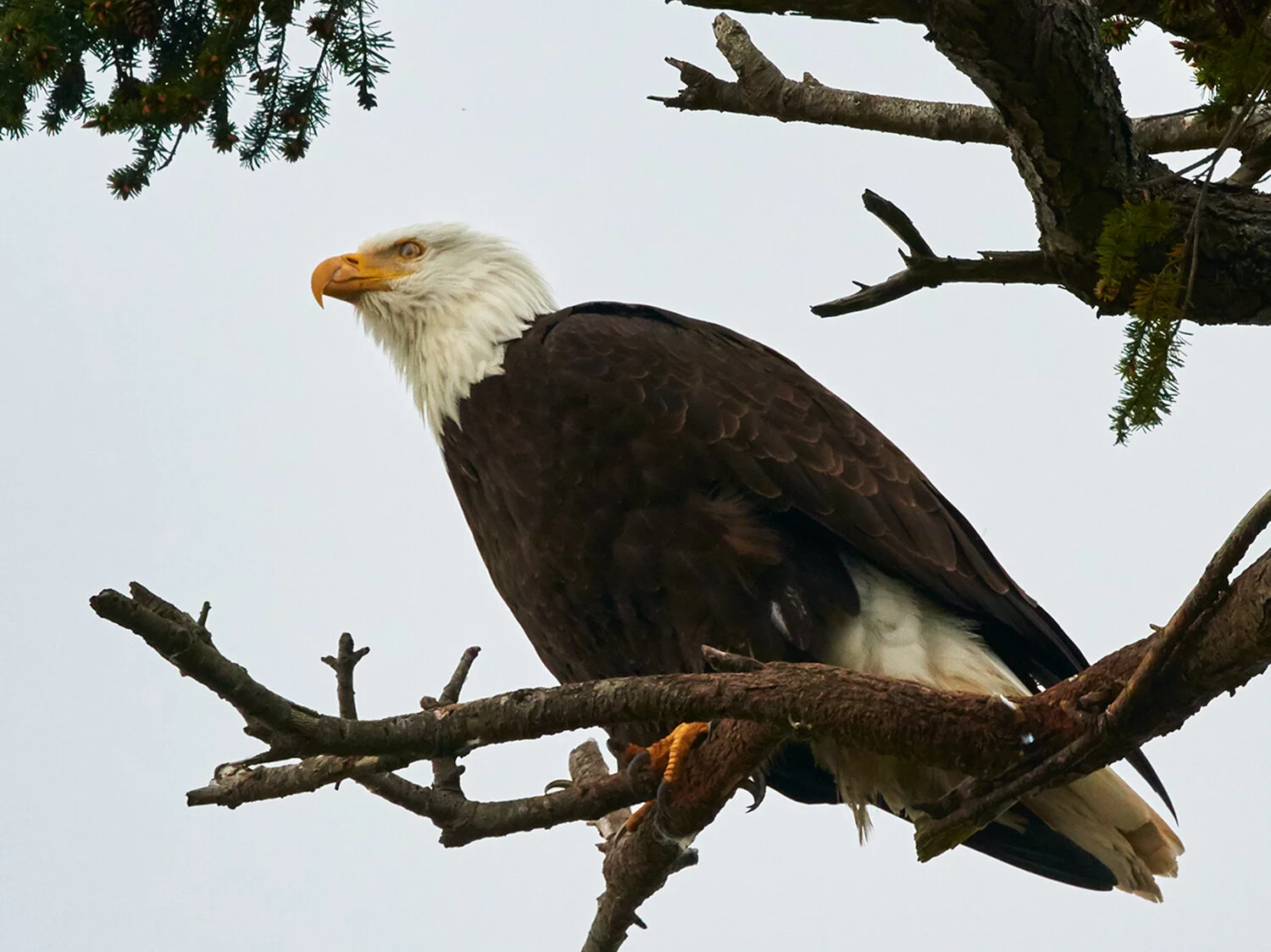 _DSC3626-Balad-Eagle-Powell-RiverMar-31-2015.jpg
