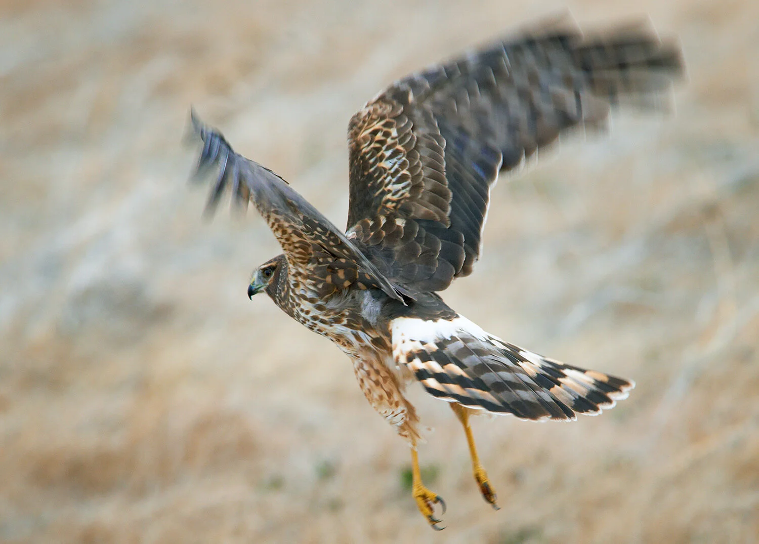 Northern-Harrier-DSC9983.jpg