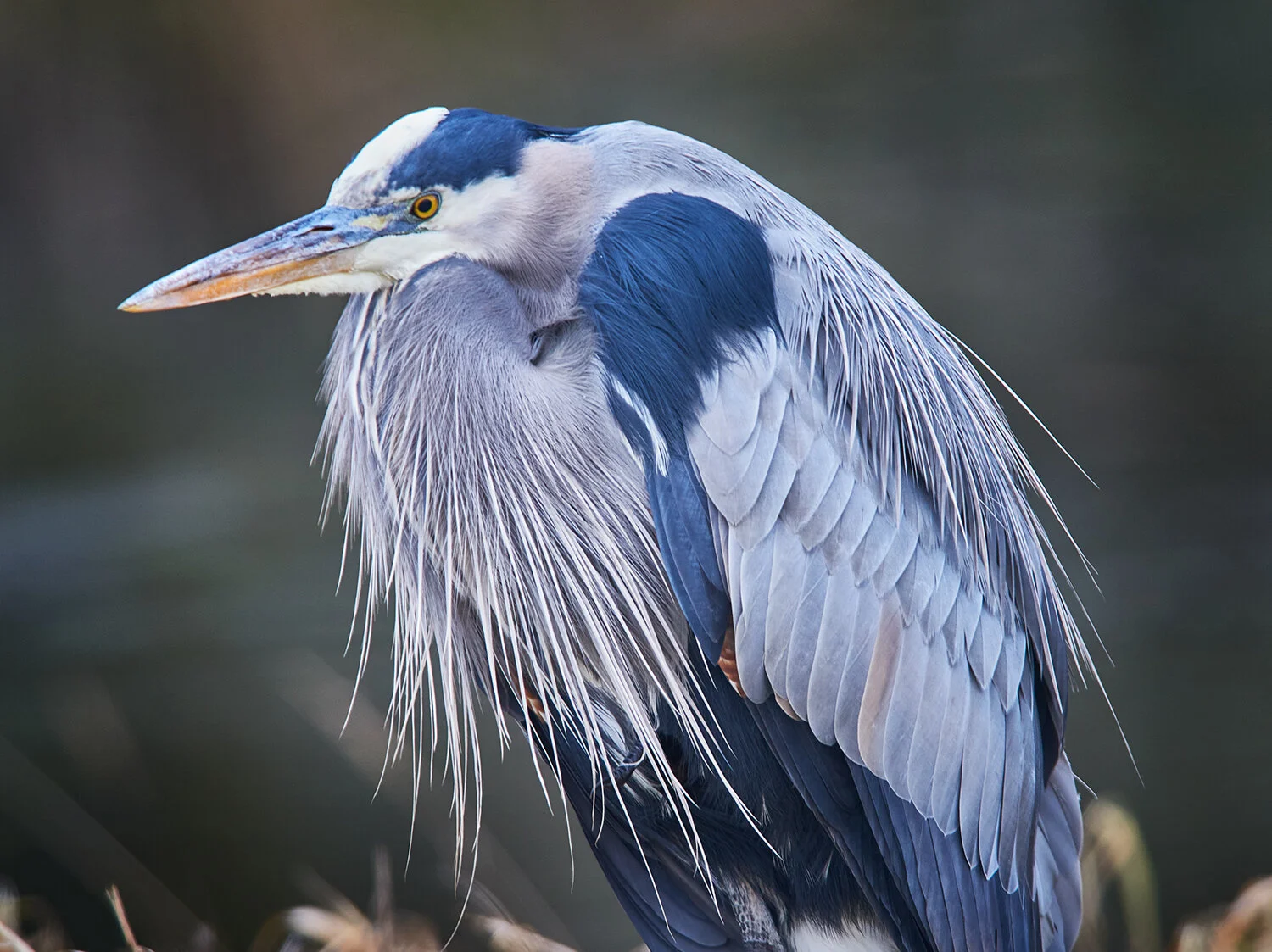 Great Blue Heron Relaxing