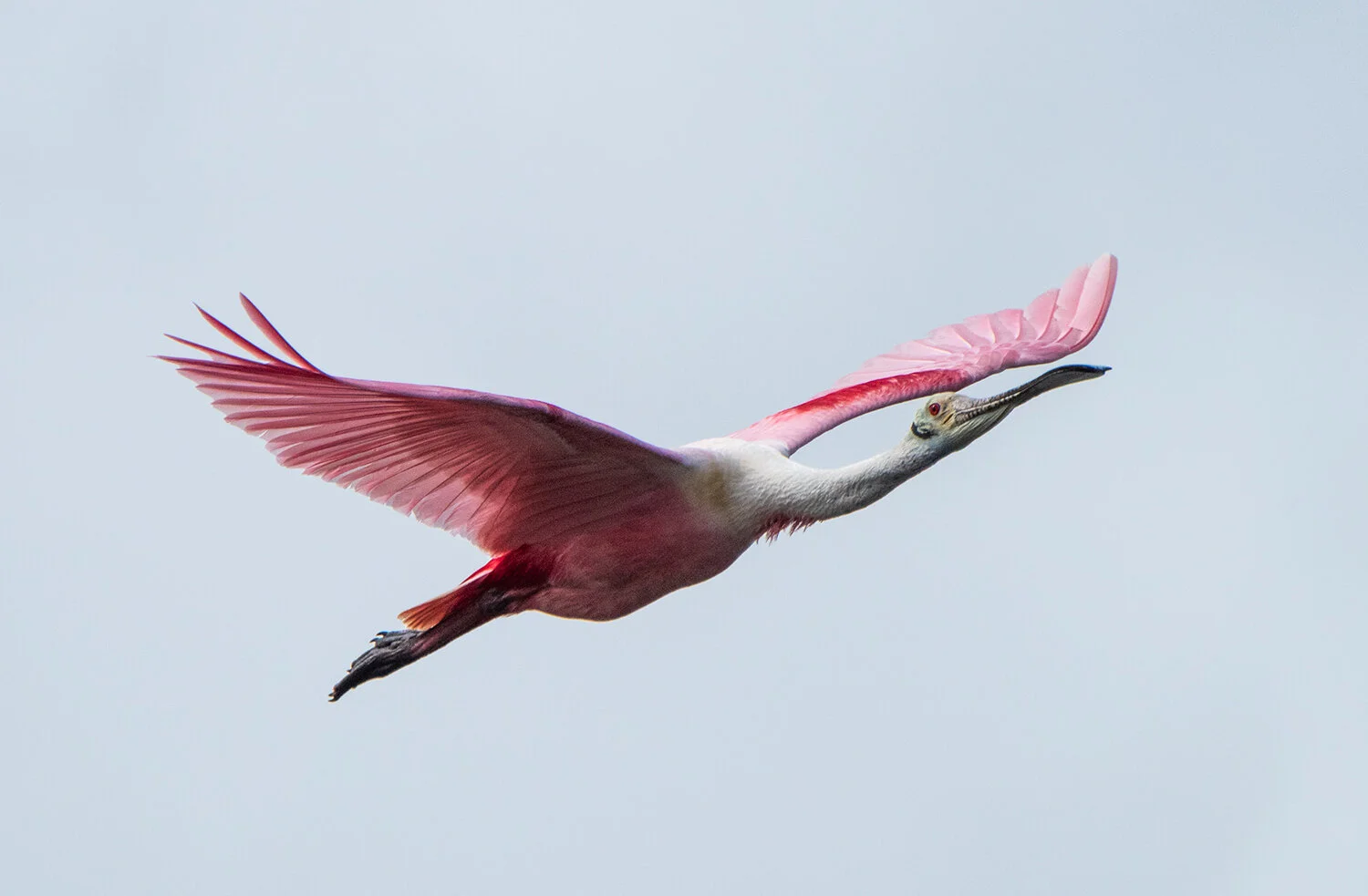 Roseate-Spoonbill_DSC1502.jpg