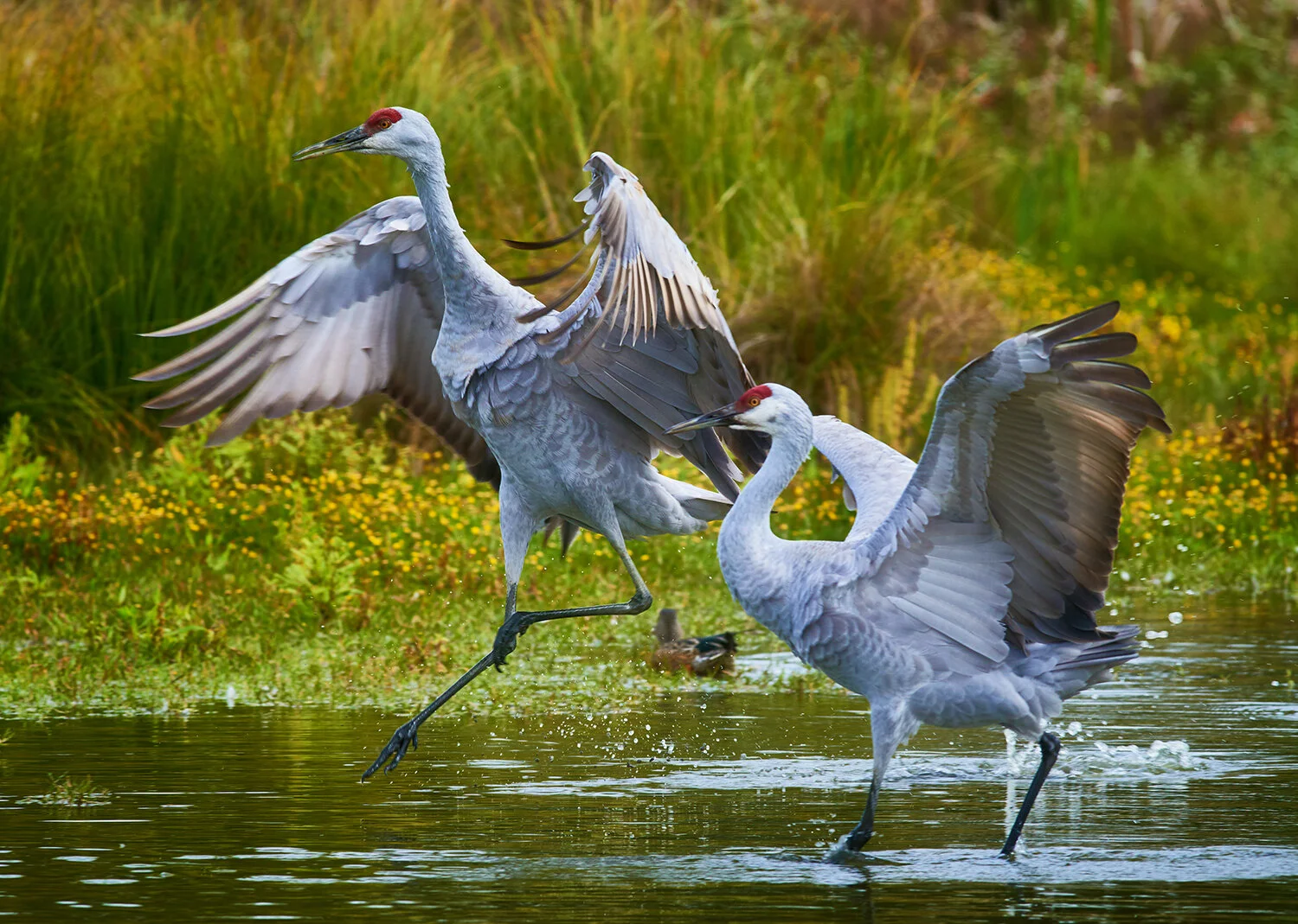_DSC0447-Sandhill-Cranes-LandingSep-29-2012.jpg