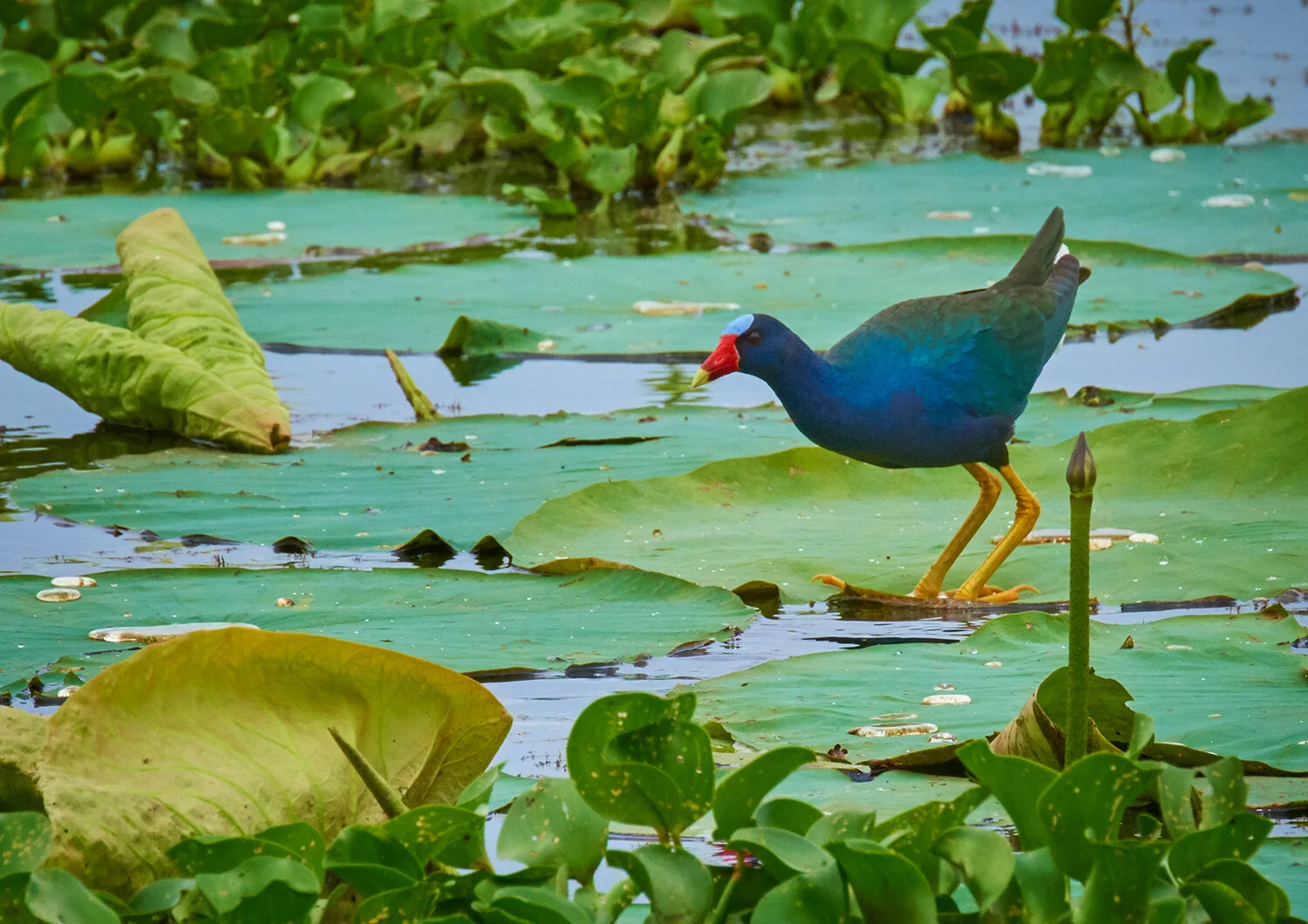 _DSC1292-Purple-Gallinule-Crop2-Jun-01-2017.jpg
