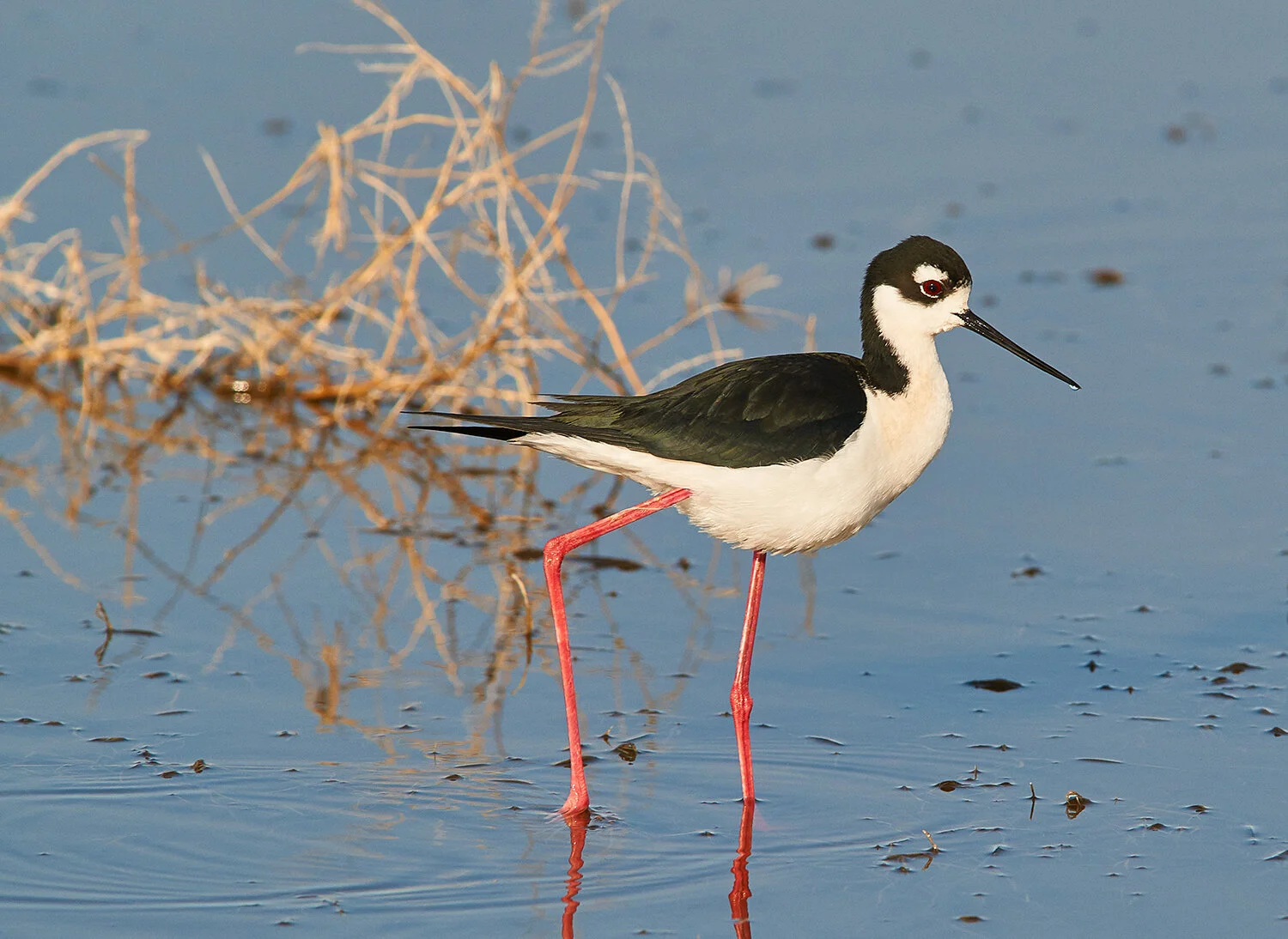 _DSC0293-Black-necked-StiltApr-15-2012.jpg