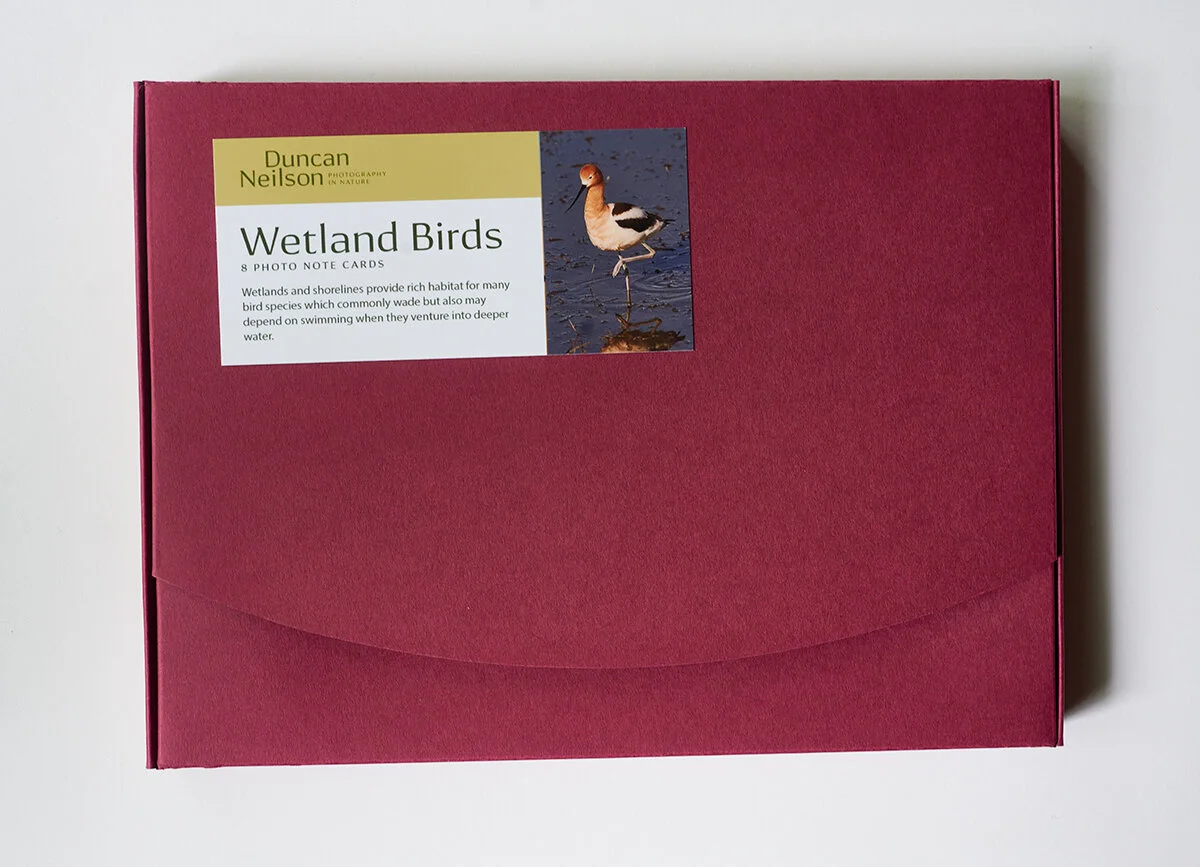 _DSC0832--Wetland-BirdsJun-06-2021.jpg