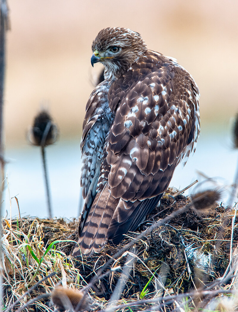 Red-tailed Hawk Juvenile