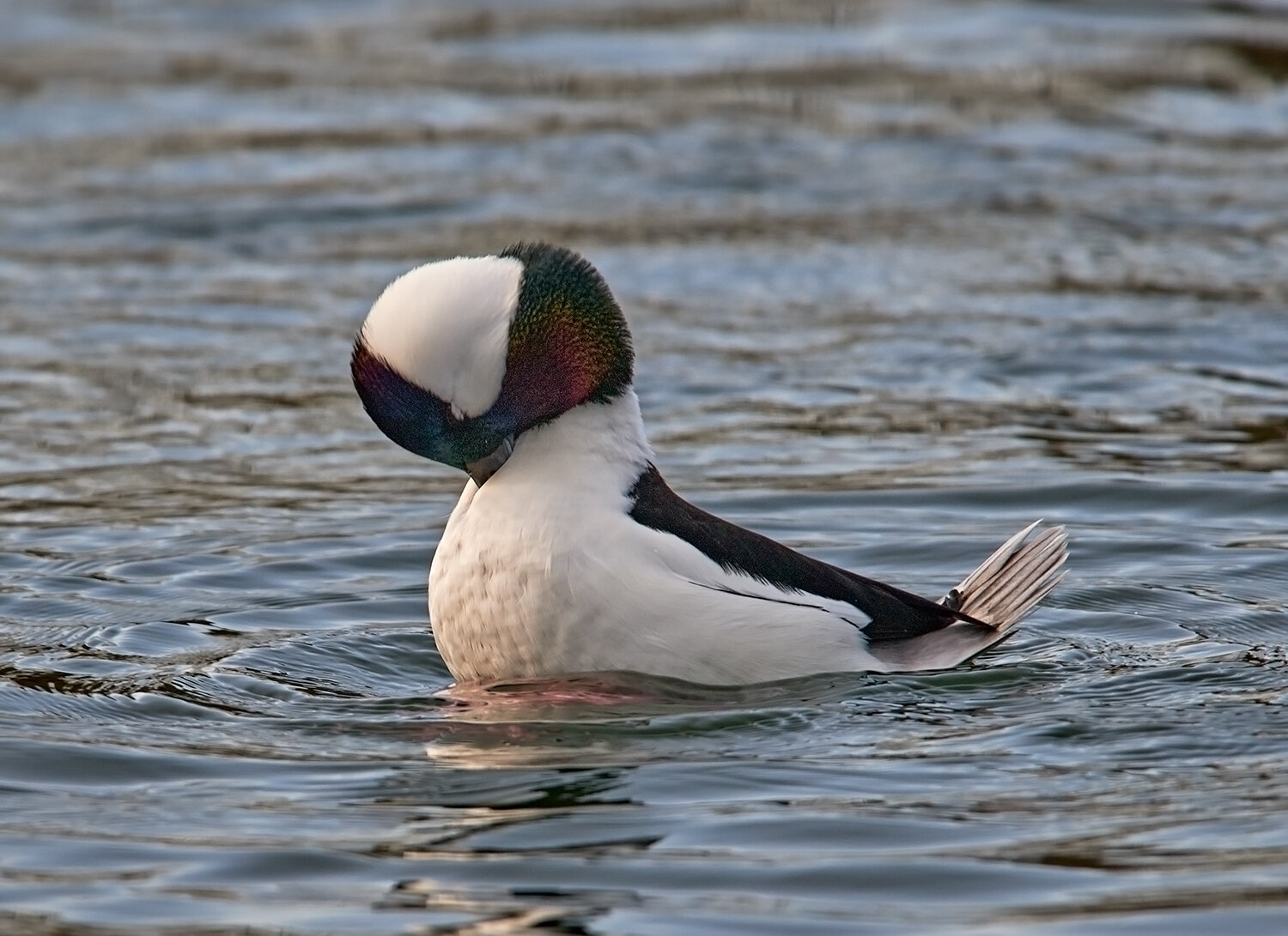 Bufflehead courtship display