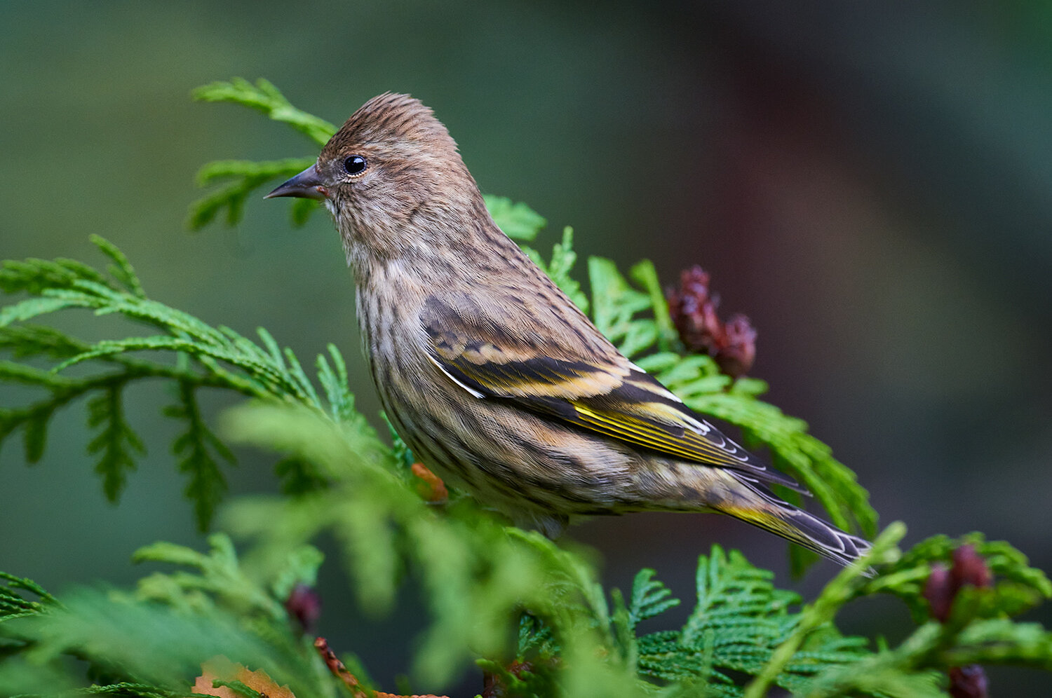 Pine Siskin