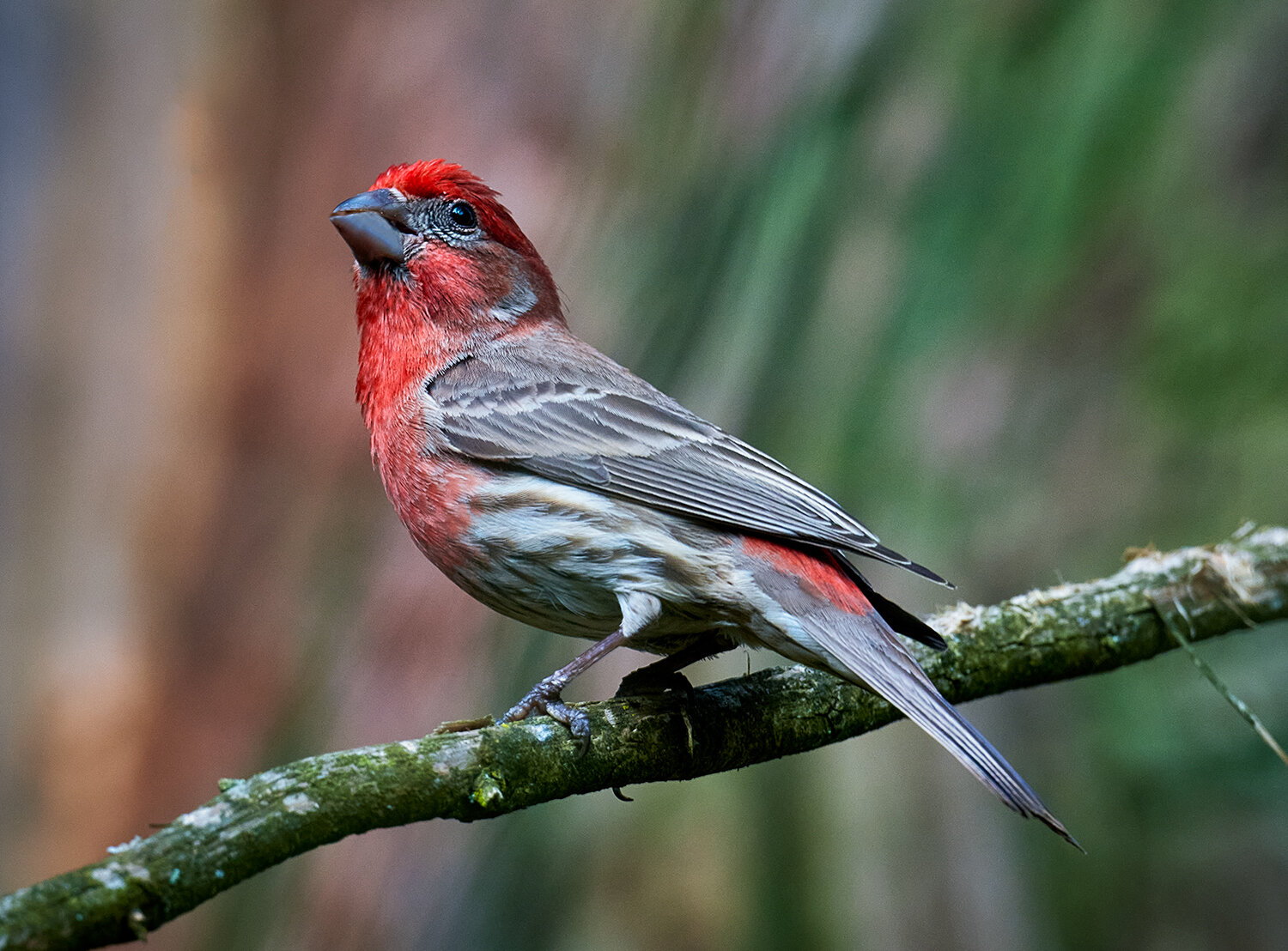House Finch