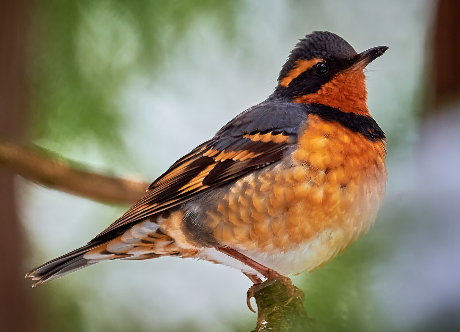 Varied Thrush